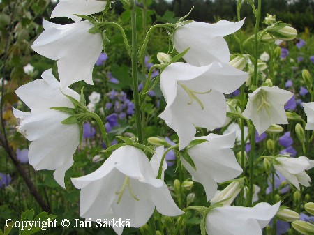 Campanula persicifolia 'Grandiflora Alba'